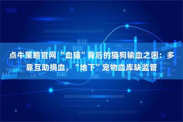 点牛策略官网 “血猫”背后的猫狗输血之困：多靠互助捐血，“地下”宠物血库缺监管