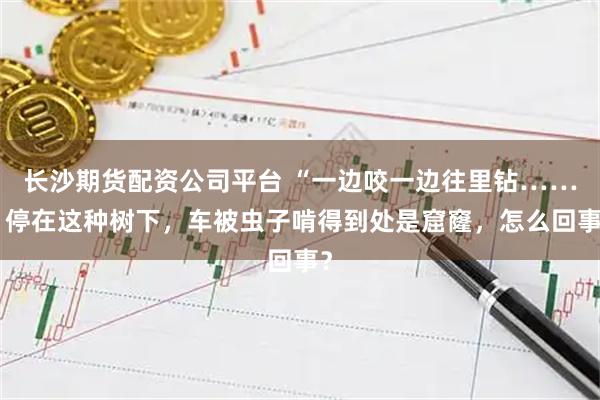 长沙期货配资公司平台 “一边咬一边往里钻……”停在这种树下，车被虫子啃得到处是窟窿，怎么回事？