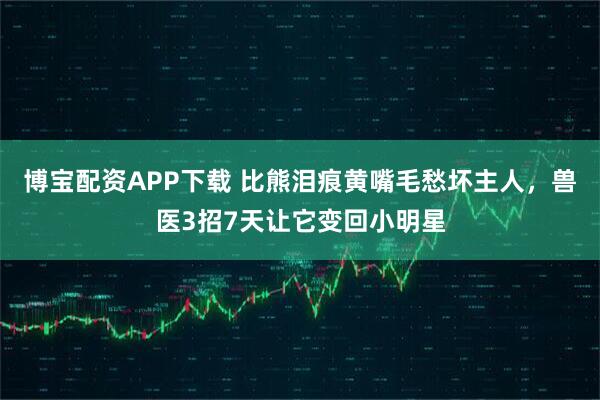 博宝配资APP下载 比熊泪痕黄嘴毛愁坏主人,兽医3招7天让它变回小明星